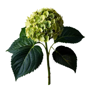 Hydrangea Flower Png Xsp PNG image