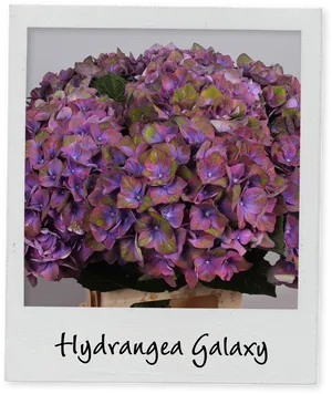 Hydrangea Galaxy Floral Display PNG image
