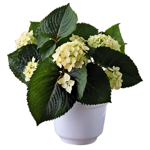 Hydrangea In Sunlight Png 05242024 PNG image