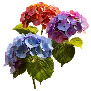 Hydrangea In Sunlight Png Xjb64 PNG image