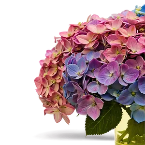 Hydrangea In Vase Png 05242024 PNG image