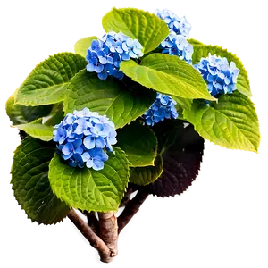 Hydrangea Path Png Ucr PNG image