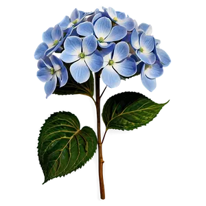 Hydrangea Pattern Png 37 PNG image