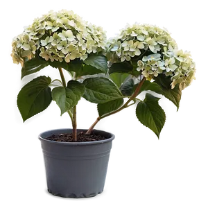 Hydrangea Shrub Png Msv75 PNG image