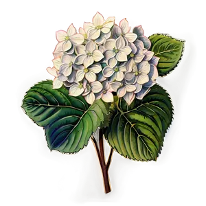 Hydrangea Sketch Png 87 PNG image