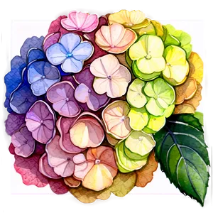 Hydrangea Watercolor Detail PNG 50