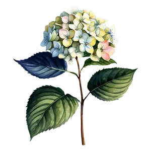 Hydrangea Watercolor Detail PNG Bgk7