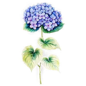 Hydrangea Watercolor Png 05242024 PNG image