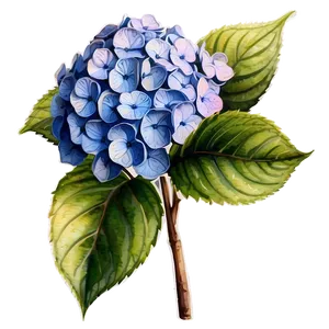Hydrangea Watercolor Png Uef PNG image