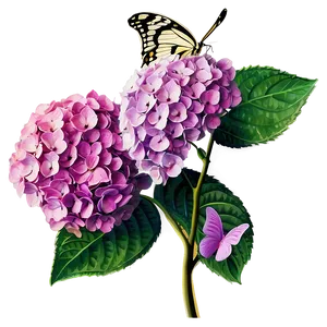 Hydrangea With Butterfly Png 97 PNG image