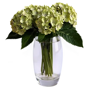 Hydrangeas In Vase PNG 12 PNG