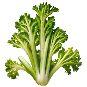 Hydroponic Celery PNG 06252024