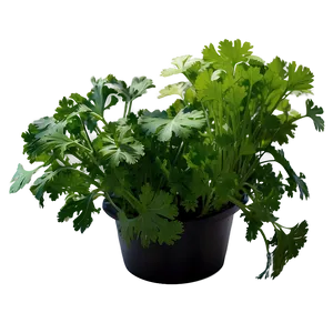 Hydroponic Cilantro PNG 06212024