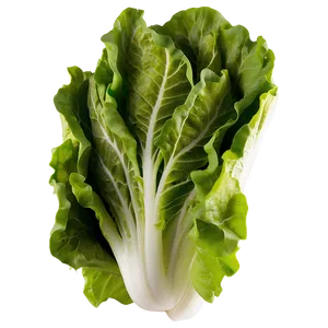 Hydroponic Lettuce Png 05242024 PNG image