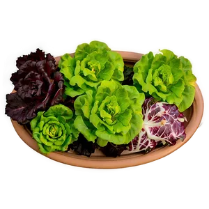 Hydroponic Lettuce Png 12 PNG image