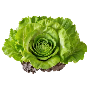 Hydroponic Lettuce Png Snv19 PNG image