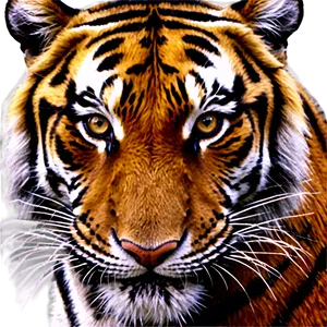 Hyper-realistic Tiger Face Png Qrq77 PNG image