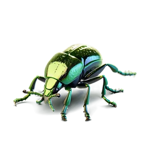 Hyper-realistic Weevil PNG 84