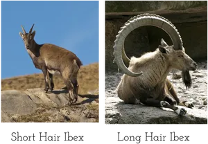 Ibex Varieties Shortand Long Hair PNG