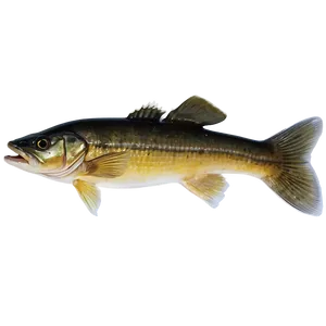 Ice Fishing Walleye Png 12 PNG image