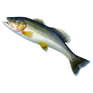 Ice Fishing Walleye Png Sqq PNG image