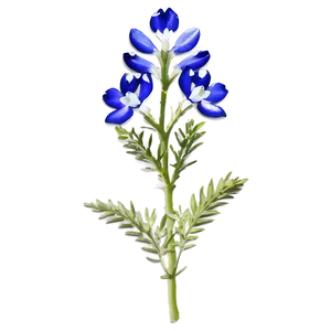 Iconic Texas Bluebonnet Png 25 PNG image