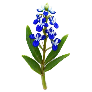 Iconic Texas Bluebonnet Png 92 PNG image