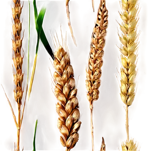 Idaho Agriculture Wheat Fields Png 06122024 PNG image