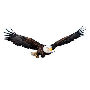 Idaho Bald Eagle Flight PNG 06122024