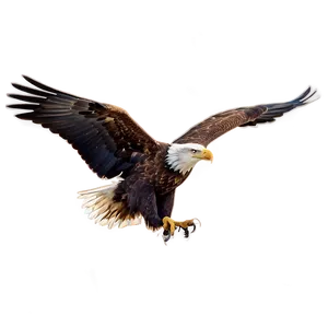 Idaho Bald Eagle Flight Png 06122024 PNG image