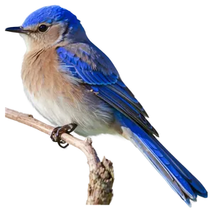 Idaho State Bird Mountain Bluebird Png 06122024 PNG image