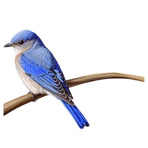Idaho State Bird Mountain Bluebird PNG 06122024
