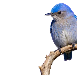 Idaho State Bird Mountain Bluebird Png Xsn PNG image