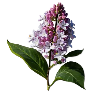 Idaho State Flower Syringa Png 48 PNG image