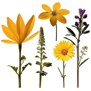 Illinois Native Wildflowers Png 41 PNG image