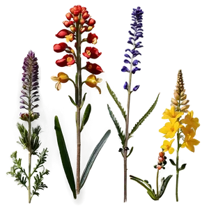 Illinois Native Wildflowers Png 48 PNG image