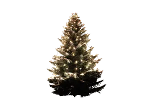 Illuminated Christmas Tree Against Black Background.jpg