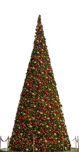 Illuminated Christmas Tree Night