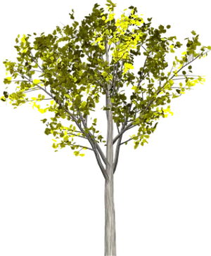 Illuminated Tree Against Dark Background