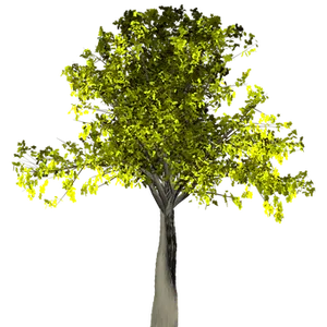 Illuminated Tree Against Night Sky