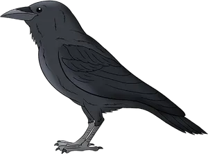 Illustrated Black Bird Standing PNG image