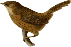 Illustrated Brown Bird Graphic