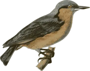 Illustrated Brown Bird Perched