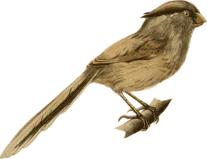 Illustrated Brown Bird Perched