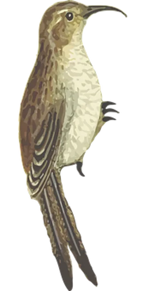 Illustrated Brown Bird Vector