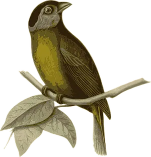 Illustrated Brown Birdon Branch