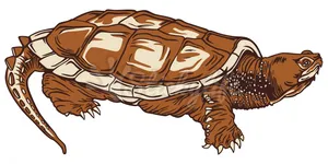 Illustrated Brown Turtle PNG image