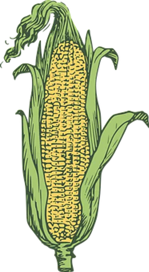 Illustrated Corn Cob PNG image