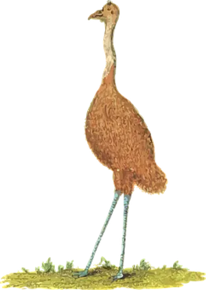 Illustrated Emu Standing Black Background