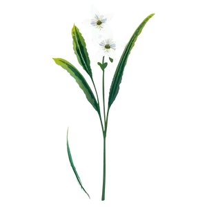 Illustrated Flower Stem PNG 06132024